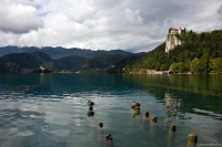 Bled